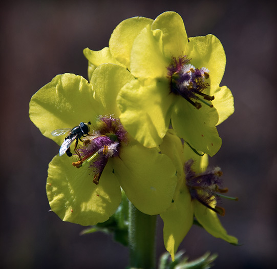 bee mullein